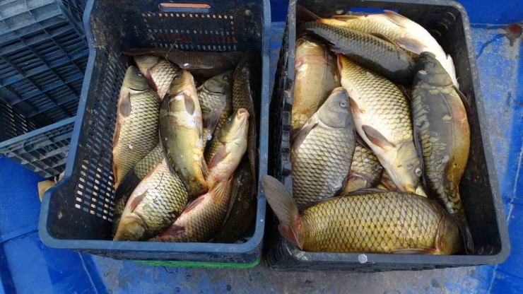 Denizi Olmayan Malatya’da Balık İhracatı