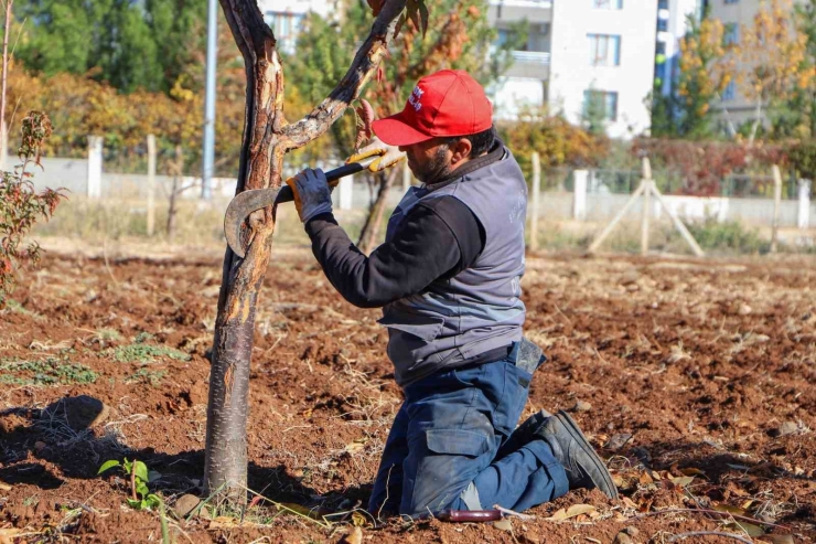 Dbb Özel Yöntemlerle Ağaçları Tedavi Ediyor
