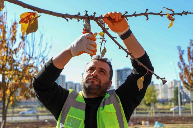 Dbb Özel Yöntemlerle Ağaçları Tedavi Ediyor
