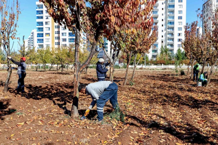 Dbb Özel Yöntemlerle Ağaçları Tedavi Ediyor