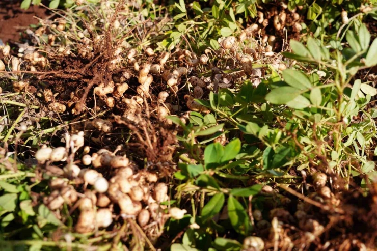 Adıyaman’da Yer Fıstığı Hamlesi