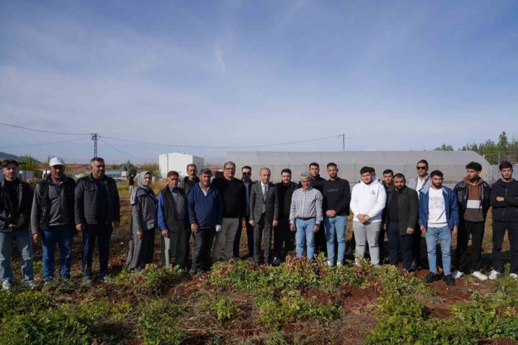 Adıyaman’da Yer Fıstığı Hamlesi