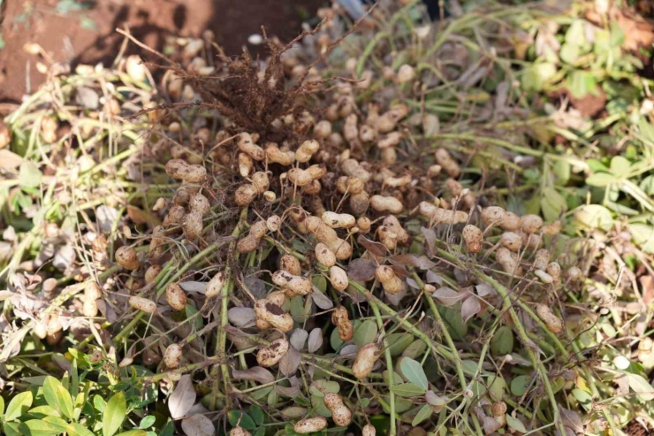 Adıyaman’da Yer Fıstığı Hamlesi