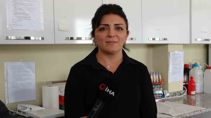 Endemik Malatya Kantaronu, Kimyasal Olarak Sarı Kantarondan Daha Zengin Çıktı