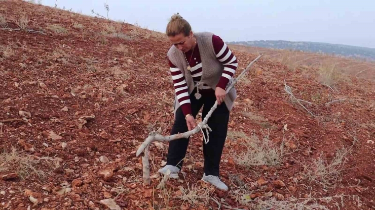 Adıyaman’da 10 Bin Ağaç Kırılarak Yok Edildi