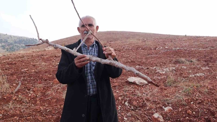 Adıyaman’da 10 Bin Ağaç Kırılarak Yok Edildi