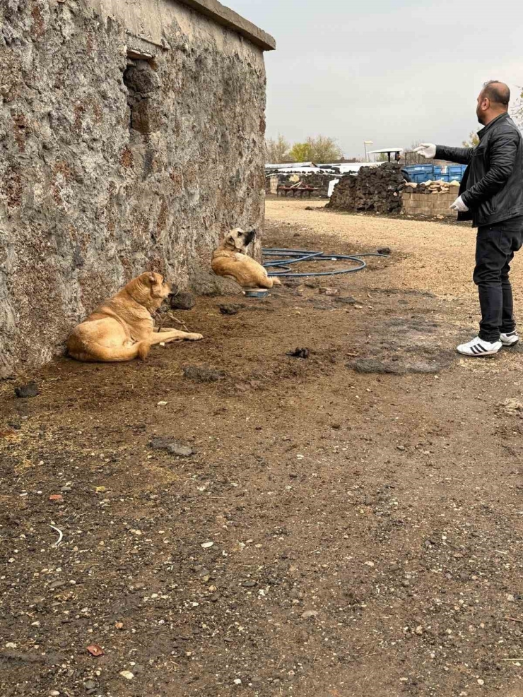 Diyarbakır’da Sokak Hayvanlarına Kuduz Aşısı Uygulandı