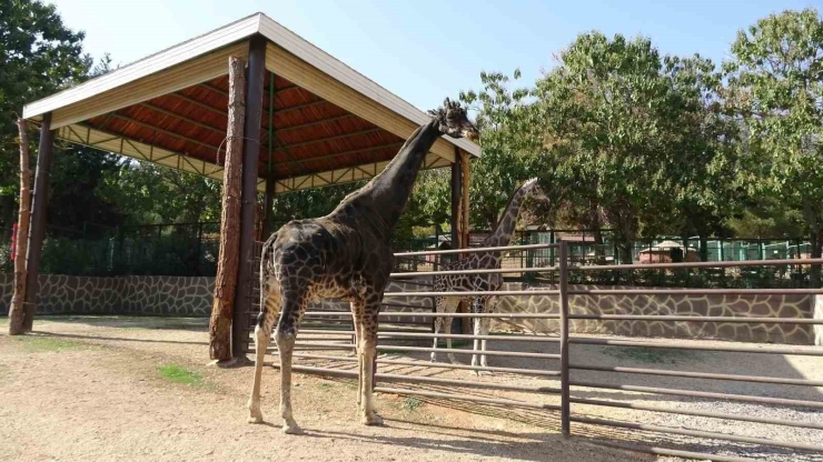 Gaziantep Doğal Yaşam Parkı’nın Maskotu Zürafa Öldü