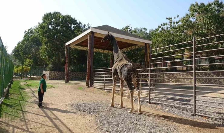 Gaziantep Doğal Yaşam Parkı’nın Maskotu Zürafa Öldü
