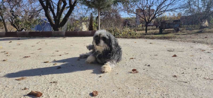 Uzmandan Evcil Hayvanlarda Aşı Uyarısı