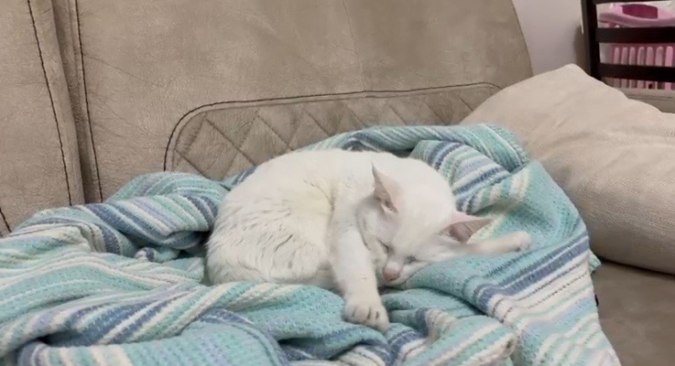 Uzmandan Evcil Hayvanlarda Aşı Uyarısı