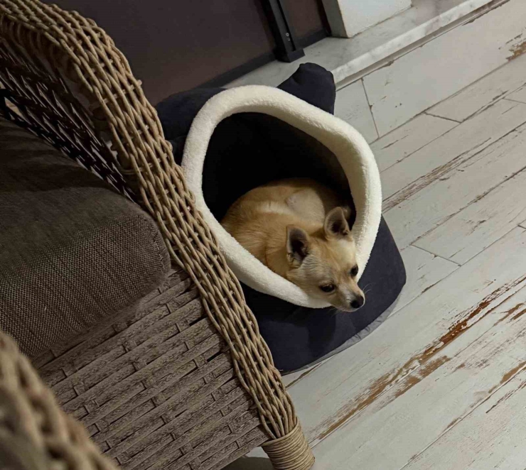 Uzmandan Evcil Hayvanlarda Aşı Uyarısı