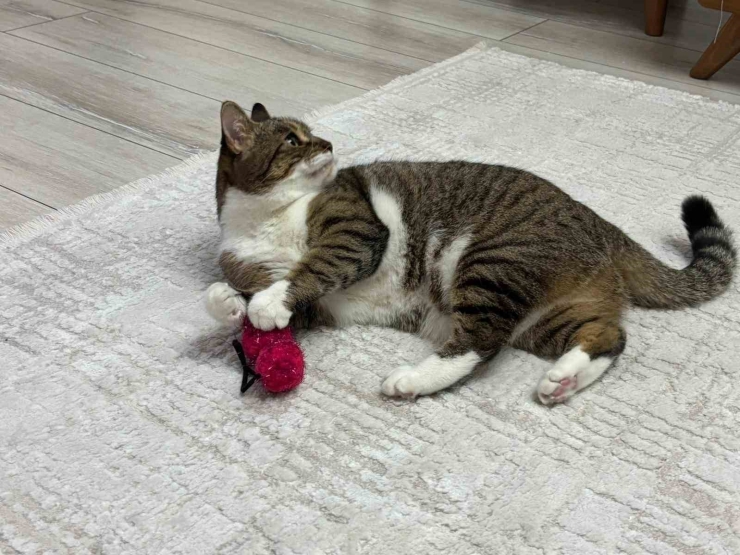 Uzmandan Evcil Hayvanlarda Aşı Uyarısı