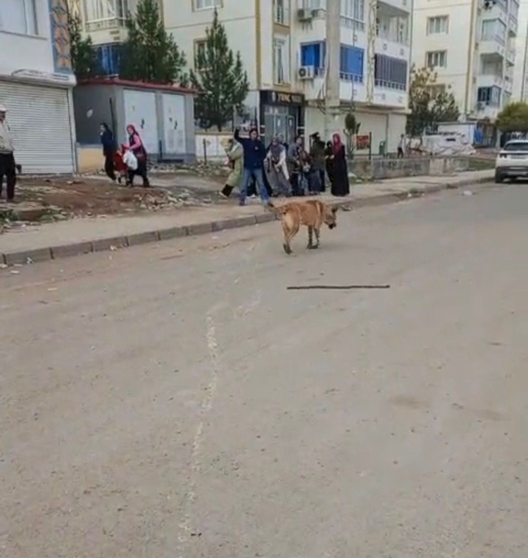 Diyarbakır’da Başıboş Sokak Köpeği Dehşeti
