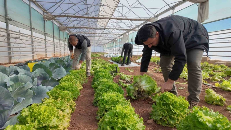 Büyükşehir Belediyesi Seralarında Kışlık Sebze Hasadı Başladı