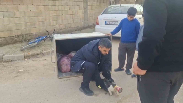 Konserve Kutusuna Sıkışan Kedi Kurtarıldı