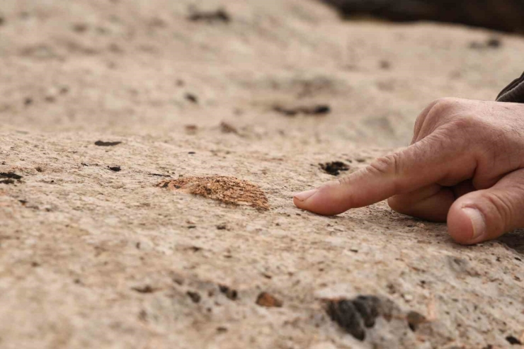 Diyarbakır’da Yüz Milyonlarca Yıl Önceye Ait Fosiller Bulundu