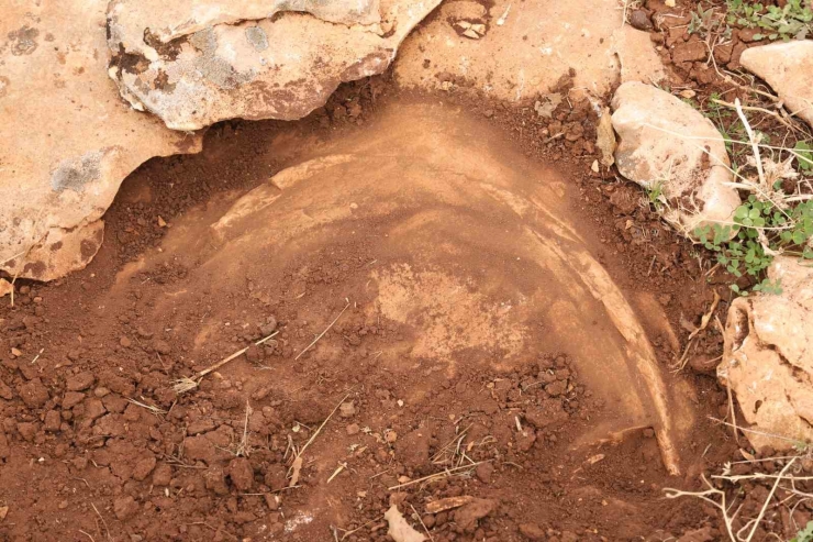 Diyarbakır’da Yüz Milyonlarca Yıl Önceye Ait Fosiller Bulundu