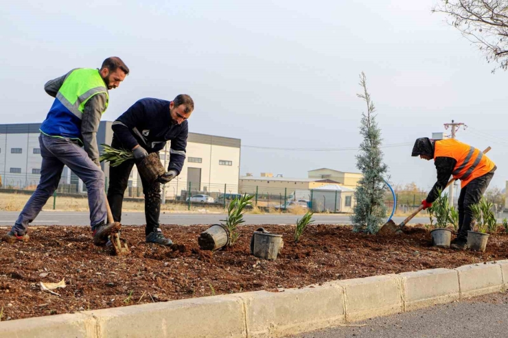 Diyarbakır’ın 14 Kilometrelik Girişi Ağaçlandırılıyor