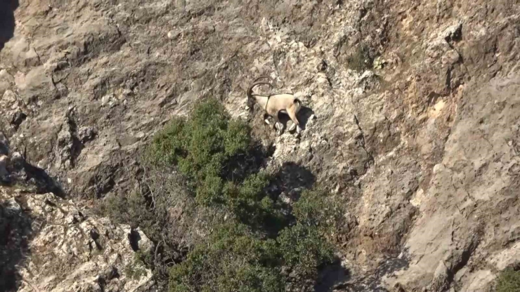 Adıyaman’da Yaban Keçileri Tek Tek Sayılıyor