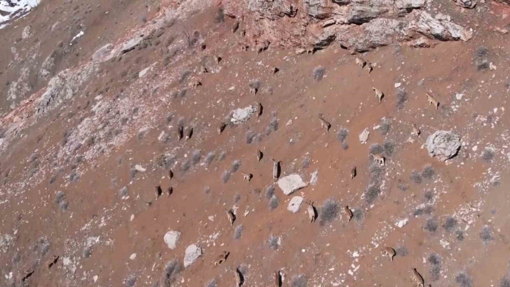 Adıyaman’da Yaban Keçileri Tek Tek Sayılıyor