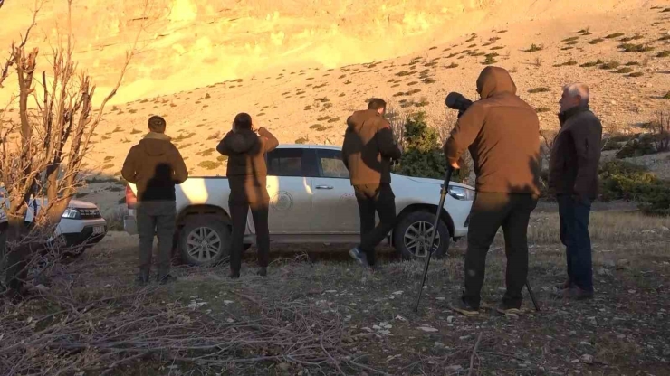 Adıyaman’da Yaban Keçileri Tek Tek Sayılıyor