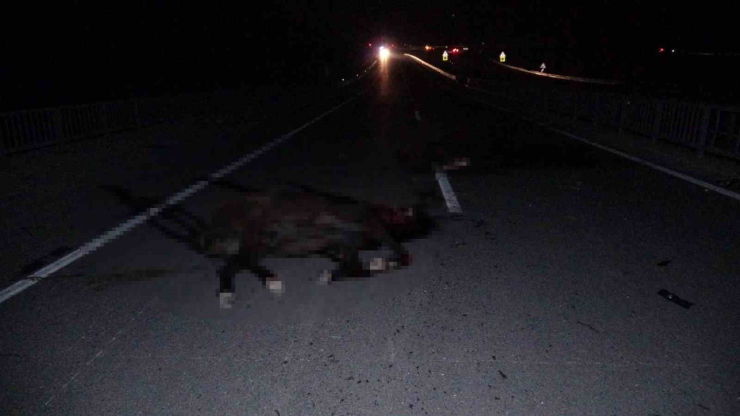 Malatya’da Kaçan Yarış Atları Karayoluna Çıktı: 6 At Telef Oldu, 2 Kişi Yaralandı