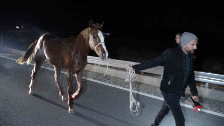 Malatya’da Kaçan Yarış Atları Karayoluna Çıktı: 6 At Telef Oldu, 2 Kişi Yaralandı