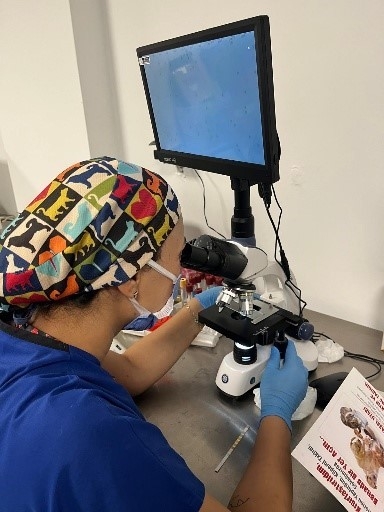 Dbb Hayvan Bakımevi 2025’te 10 Bini Aşkın İhbara Müdahale Etti