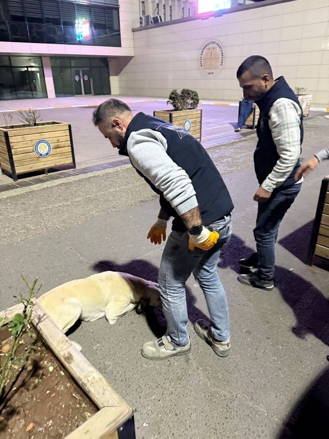 Dbb Hayvan Bakımevi 2025’te 10 Bini Aşkın İhbara Müdahale Etti