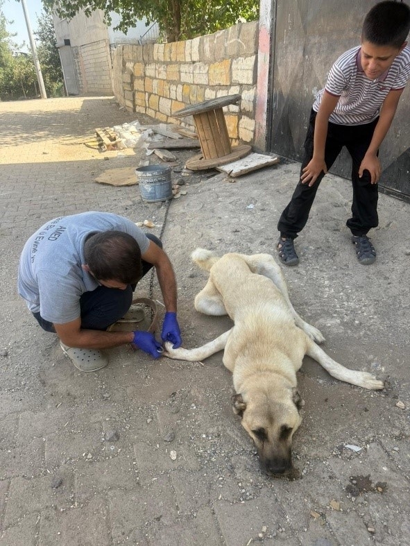 Dbb Hayvan Bakımevi 2025’te 10 Bini Aşkın İhbara Müdahale Etti