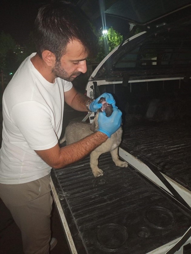 Dbb Hayvan Bakımevi 2025’te 10 Bini Aşkın İhbara Müdahale Etti