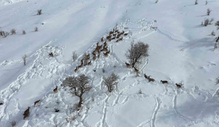 Adıyaman’da Yaban Keçileri Havadan Görüntülendi