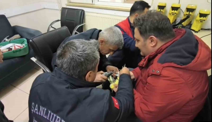 Şanlıurfa’da Papağanın Ayağına Sıkışan Halhal İtfaiye Ekiplerinin Operasyonuyla Çıkarıldı