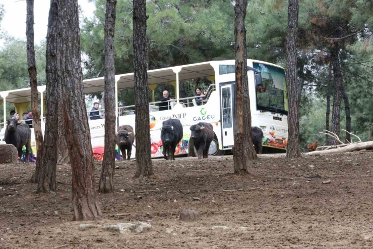 Türkiye’nin En Büyük Hayvanat Bahçesi 2025’te Ziyaretçi Rekoru Kırdı