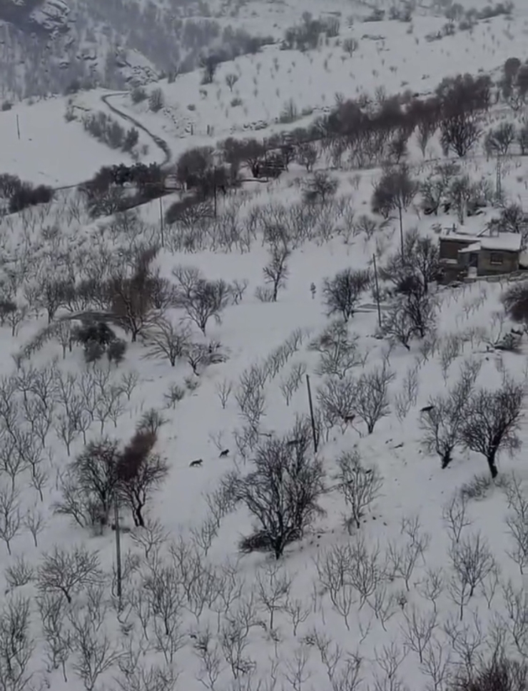 Diyarbakır’da Aç Kalan Kurt Sürüsü Yerleşim Yerine İndi