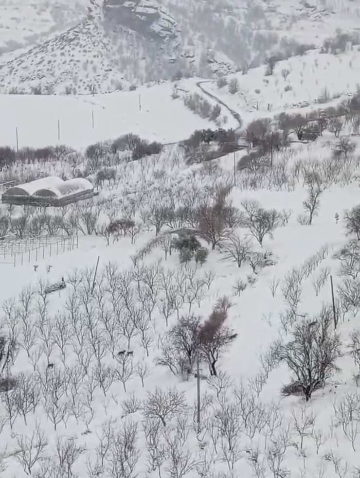 Diyarbakır’da Aç Kalan Kurt Sürüsü Yerleşim Yerine İndi