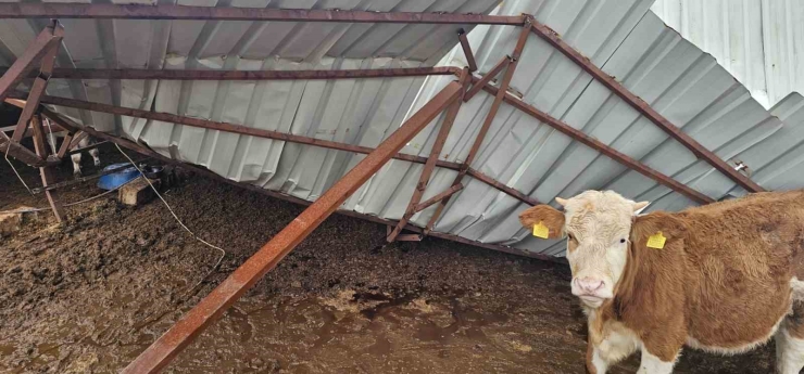 Gaziantep’te Yoğun Kar Yağışı Sonrası Ahırın Çatısı Çöktü