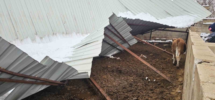 Gaziantep’te Yoğun Kar Yağışı Sonrası Ahırın Çatısı Çöktü