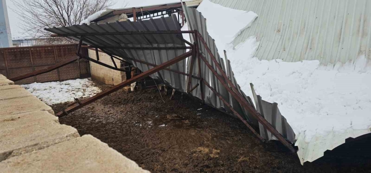 Gaziantep’te Yoğun Kar Yağışı Sonrası Ahırın Çatısı Çöktü