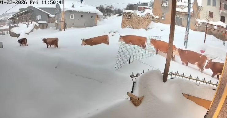 Malatya’da Büyükbaş Hayvanların Karla Mücadelesi Görüntülendi