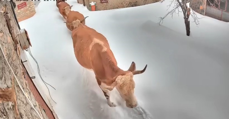Malatya’da Büyükbaş Hayvanların Karla Mücadelesi Görüntülendi