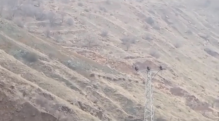 Diyarbakır’da Domuz Sürüsü Görüntülendi