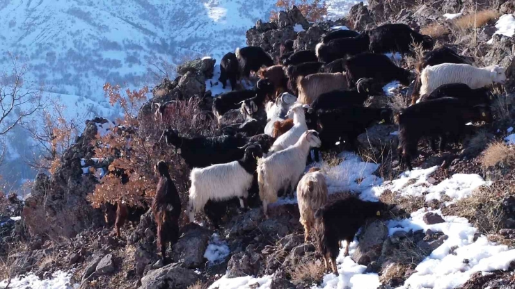 Malatyalı Yetiştiriciler Zorlu Hava Şartlarına Rağmen Üretimi Sürdürüyor