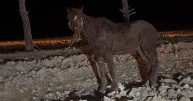 Ceylanpınar’da Otomobil, At Arabasına Çarptı: 2 Yaralı