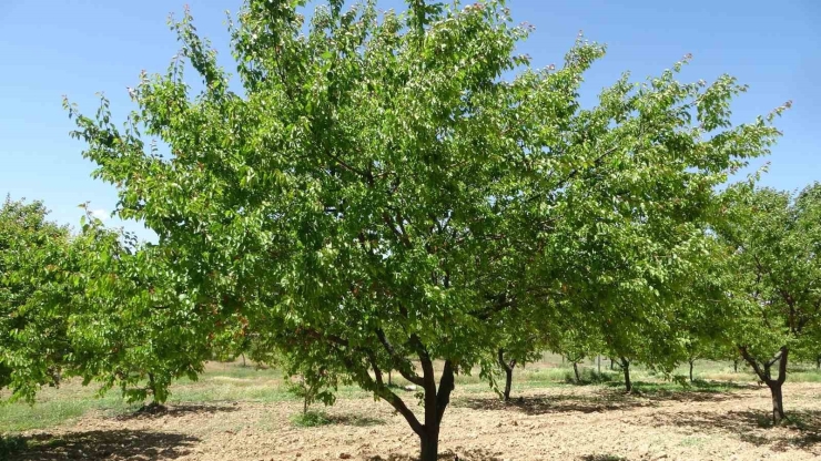 Mtü’den Dünya Çapında Akademik Başarı