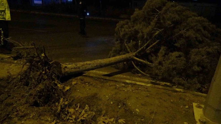 Malatya’da Fırtına Ağaçları Kökünden Söktü