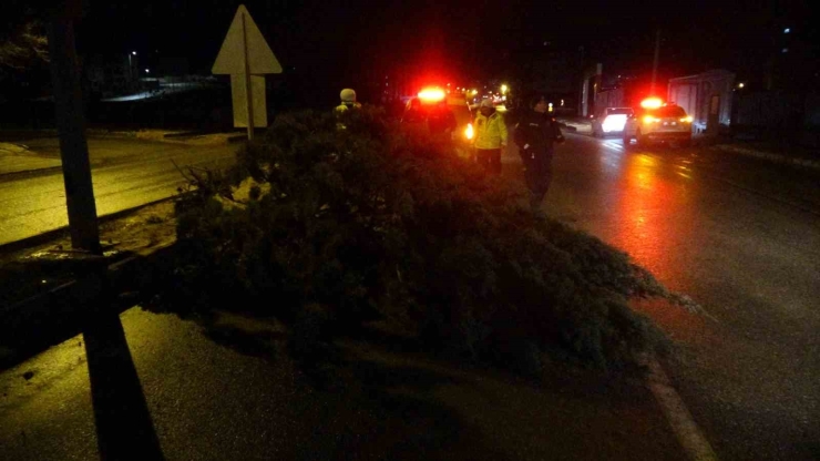 Malatya’da Fırtına Ağaçları Kökünden Söktü