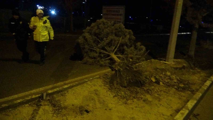 Malatya’da Fırtına Ağaçları Kökünden Söktü
