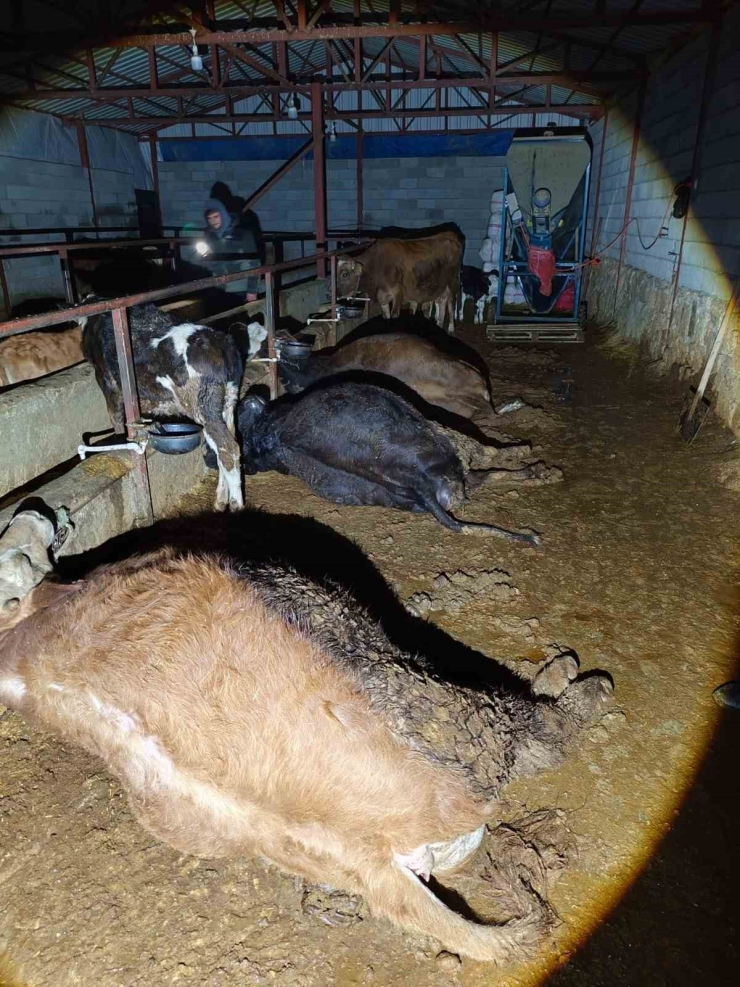 Elektrik Kaçağı 8 Büyükbaş Hayvanı Telef Etti